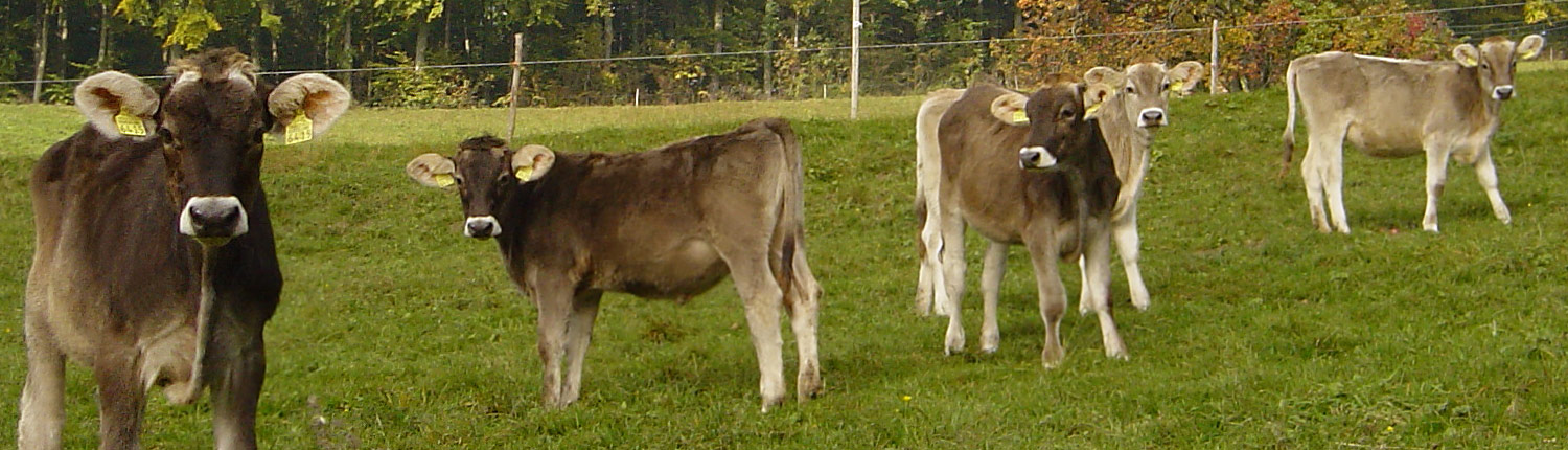 Panorama Kälber - Herbst